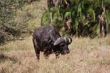 TANZANIA - Serengeti National Park - Bufalo - 2